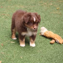 King - Red tri-color male Miniature American Shepherd puppy in South Branch, Michigan from Ross Ranch Mini and Standard Aussie's