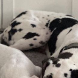 Boy 2 - Harlequin Great Dane puppy in Lawrenceburg, Indiana from Jordan Giants