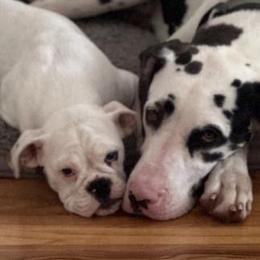 Boy 2 - Harlequin Great Dane puppy in Lawrenceburg, Indiana from Jordan Giants