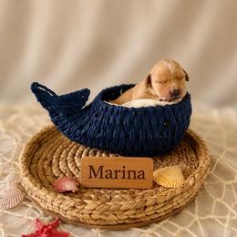 Marina - Dark golden female Golden Retriever puppy in San Bernardino, California from Thegoldendreams1