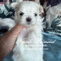 Boy 2 - White male Maltese puppy in Snowville, Utah from Navabo Diamond