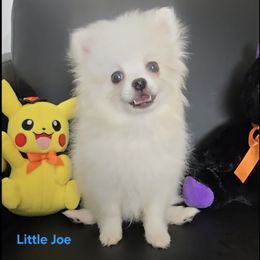 Little Joe - White male Pomeranian puppy in Cornville, Arizona from Glacial Pomeranians
