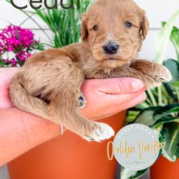 Cedar - Apricot male Goldendoodle puppy in Jacksonville, Florida from First Coast Goldendoodles