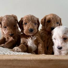 Reserve Little Scoop 2 (M) - Red  male Goldendoodle puppy in Modesto, California from Central Valley Canine Companions