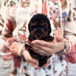 Porthos - Phantom male Poodle puppy in Plant City, Florida from MCB Puppies