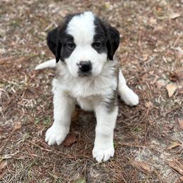 Red collar male - Red and white male Saint Bernard puppy in Albany, Georgia from Magnolia Saint Bernards