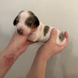 Boy 1 - Piebald male Dachshund puppy in Phoenix/Chandler, Arizona from Jennifer's Guardian Doxies