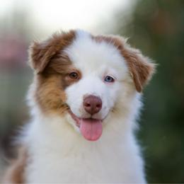 Harmony - Red tri-color female Australian Shepherd puppy in Stephenville, Texas from Diamond H Aussies