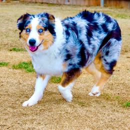 Luna - Miniature Australian Shepherd