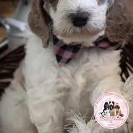 Goldendoodle Puppies from Best Doodles