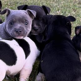 Rat Terriers from Rust Creek