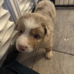 Orange collar - Red merle female Australian Shepherd puppy in Defuniak Springs, Florida from Blue Cypress Stock dogs