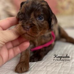 Keepsake pink collar - Chocolate female Cavapoo puppy in Beckley, West Virginia from By Design Doodles