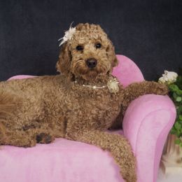 Riley - Goldendoodle