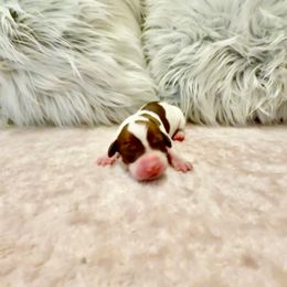 Fancy - Piebald female Dachshund puppy in Russellville, Arkansas from Cains River Valley Dachshunds