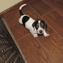 Male 1 - Piebald male Dachshund puppy in Harvard, Illinois from Lori's Cavalier King Charles Spaniels & Dachshunds