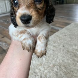Dachshund Puppies from Sugar Creek Mini Doxies