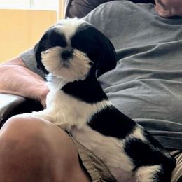 Paris - Black and white female Shih Tzu puppy in Redmond, Oregon from Jazzie Shih Tzu
