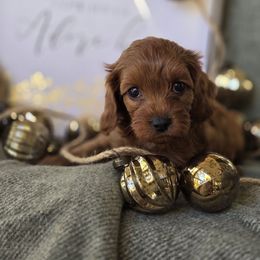 Prancer - Red female Cavapoo puppy in Lincolnton, North Carolina from Cuddable Pups
