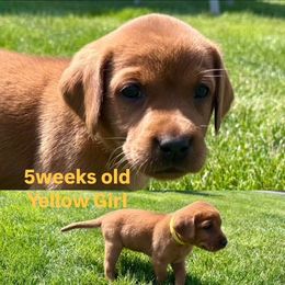 Labrador Retriever Puppies from McEnpoint Red Labs