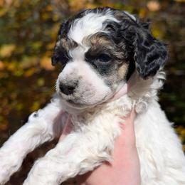 Edward - Parti male Poodle puppy in Salem Township, Maine from Moirae Poodles