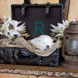 Boy 1 - White male Samoyed puppy in Salem, Utah from Happy Valley Sammies