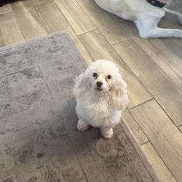Neoni - Poodle
