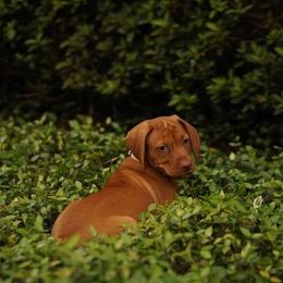 Vizsla Puppies from 5Starr Vizsla
