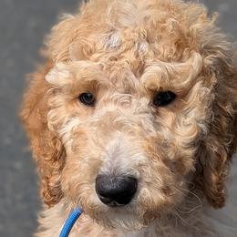 Goldendoodles from Sinclairdoodles