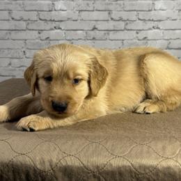 Green Collar - Light golden male Golden Retriever puppy in Chesapeake, Virginia from AmberLight Goldens