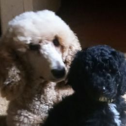PEANUT - Poodle
