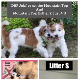 Beagle, Jack Russell Terrier, and Russell Terrier Puppies from Mountain Top