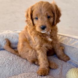 Purple - Red  female Goldendoodle puppy in Mesa, Arizona from Tails and Trails Doodles