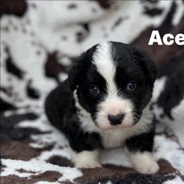 Ace-fluffy - Black and white male Cardigan Welsh Corgi puppy in Hope, Arkansas from Foxy Knoll Farm