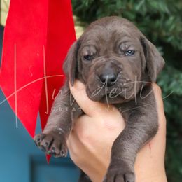 Ripple - Blue male Great Dane puppy in Denison, Texas from Hundeity Great Danes