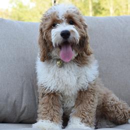 Einstein - Goldendoodle