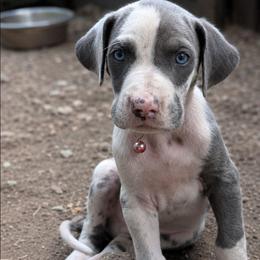 Legolas - Harlequin male Great Dane puppy in Citra, Florida from AEW Farm