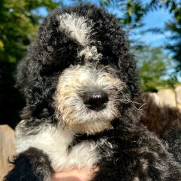 Chester - Black and white male Bernedoodle puppy in Holt, Missouri from Mindys Doodles
