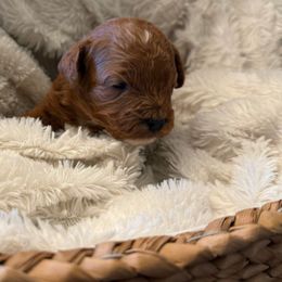 Senna - Red female Cavapoo puppy in Tennessee from MoonBeam Pups