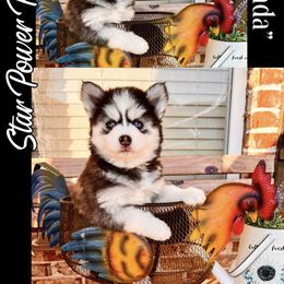 Pomsky Puppies from Star Power Pomskies