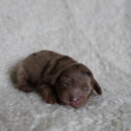Maverick - Merle male Goldendoodle puppy in Hobbs, New Mexico from Goldie Locks Golden Retrievers & Doodles