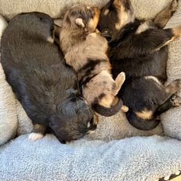 Pomsky puppies from Pampered Pomskies