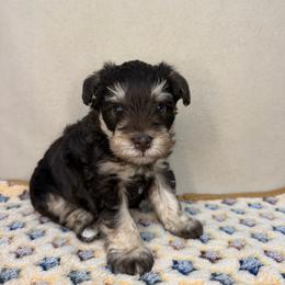 Denver - Liver female Miniature Schnauzer puppy in Stilwell, Oklahoma from LR&R Dog Co.