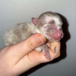 Cinnamon - Lavender Merle - Chocolate merle female Pomeranian puppy in Lanett, Alabama from H.P.P