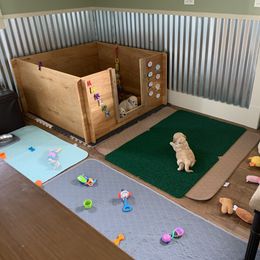 Goldendoodle Puppies from Grace of God Goldendoodles