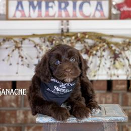 Ganache - Chocolate male Australian Labradoodle puppy in Redding, California from Shasta Royal Monroe Puppies