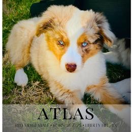 Atlas - Red merle male Miniature Australian Shepherd puppy in Liberty Hill, Texas from Stone & Sage ATX Toy & Mini Aussies