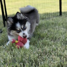 Jill - Black and white female Pomsky puppy in Mesa, Arizona from Platinum Pomskies