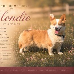 Blondie - American Corgi