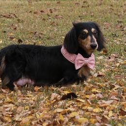 Roxy Ann - Dachshund